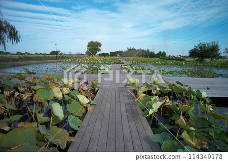 Walking around Tone Town Walking around Tone Town 114349178