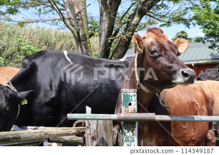 Golden Week/Takachiho Ranch/Miyazaki 114349187