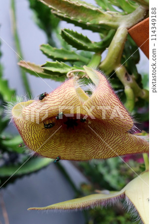 Beside view Stapelia flower. Beside view Stapelia flower. 114349188