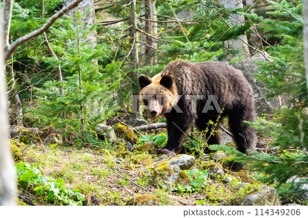 [Hokkaido, Shiretoko] Brown bear walking through the forest 114349206