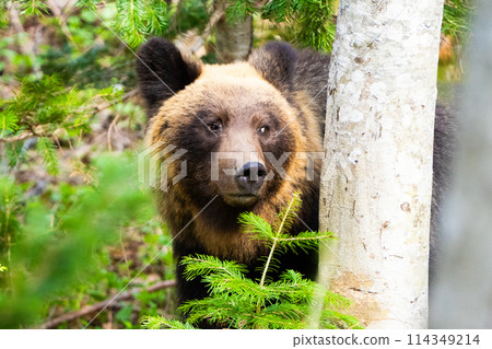 [Hokkaido, Shiretoko] Brown bear walking through the forest 114349214