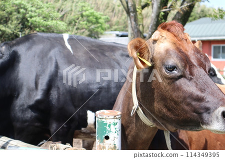 Golden Week/Takachiho Ranch/Miyazaki 114349395