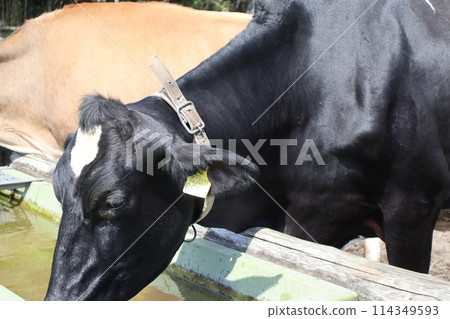Golden Week/Takachiho Ranch/Miyazaki 114349593