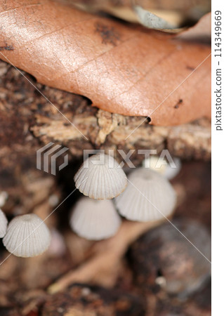 A group of gray wild burdock mushrooms (natural light + strobe, macro close-up) A group of gray wild burdock mushrooms (natural light + strobe, macro close-up) 114349669