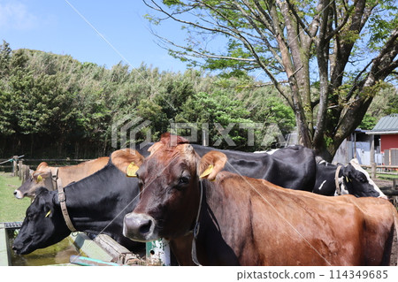 Golden Week/Takachiho Ranch/Miyazaki 114349685