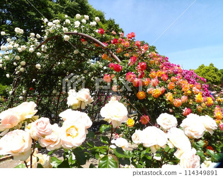 Roses arch 114349891