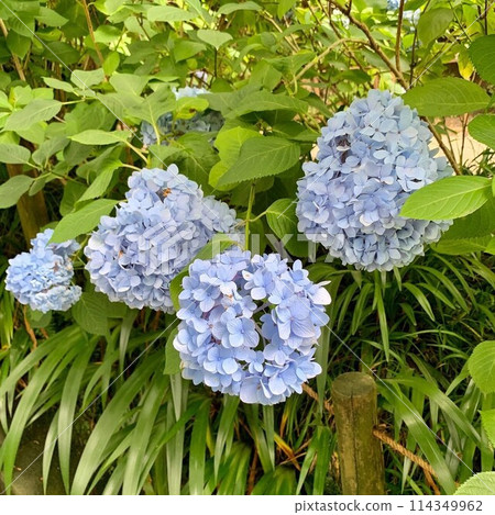 鎌倉明月院盛開著美麗的藍色繡球花-「明月院藍」預示著初夏的到來。 鎌倉明月院盛開著美麗的藍色繡球花-「明月院藍」預示著初夏的到來。 114349962