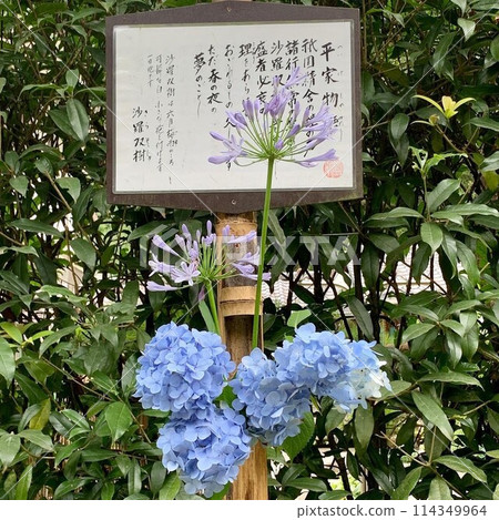 Blue hydrangeas and purple agapanthus at Meigetsuin Temple - a landscape that evokes the atmosphere of an ancient capital Blue hydrangeas and purple agapanthus at Meigetsuin Temple - a landscape that evokes the atmosphere of an ancient capital 114349964