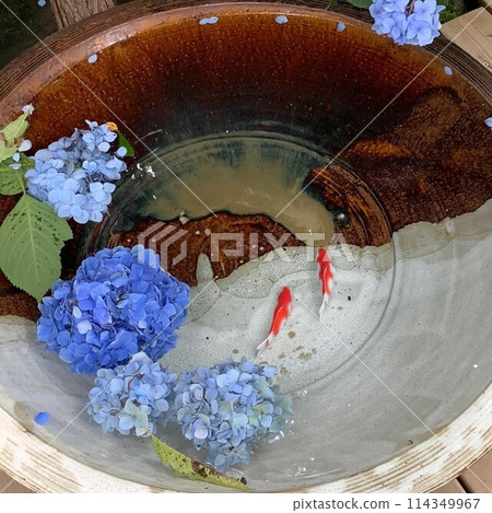 五彩繽紛的繡球花漂浮在水盆中,金魚在其中游弋——這令人心曠神怡的景象,為日本的夏天增添了一抹亮色。 五彩繽紛的繡球花漂浮在水盆中,金魚在其中游弋——這令人心曠神怡的景象,為日本的夏天增添了一抹亮色。 114349967