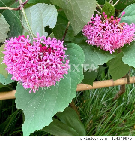 可愛的粉紅色心形赭石竹（Clerodendrum trichotomum）是一種充滿活力的夏季花卉，能為花園增添光彩。 114349970