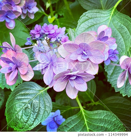 Purple hydrangeas at Hasedera Temple in Kamakura - Beautiful gradation of double-flowered hydrangeas Purple hydrangeas at Hasedera Temple in Kamakura - Beautiful gradation of double-flowered hydrangeas 114349994