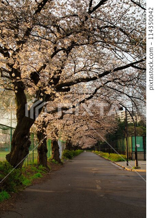 Cherry blossoms at Komazawa Park Cherry blossoms at Komazawa Park 114350042