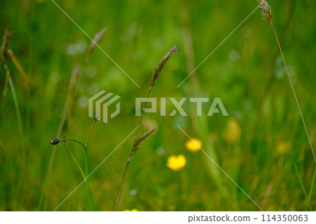 No Mow May, in the UK No Mow May, in the UK 114350063