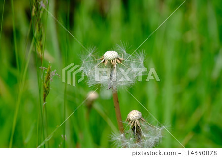 No Mow May, in the UK No Mow May, in the UK 114350078