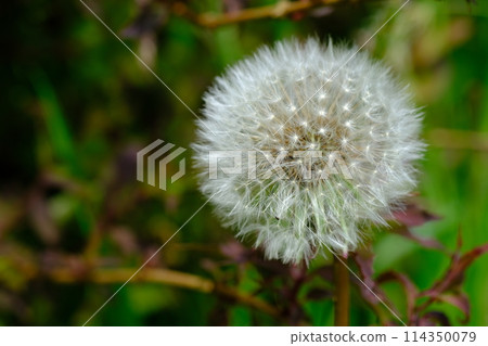 No Mow May, in the UK No Mow May, in the UK 114350079