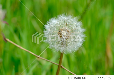 No Mow May, in the UK 114350080