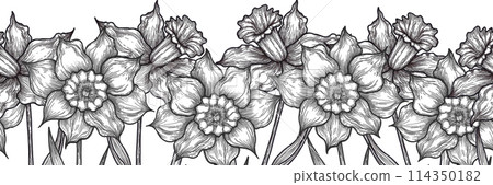 Hand drawn black pencil daffodil drawing seamless border isolated on white background. Can be used for gift wrapping, label and other printed products. 114350182