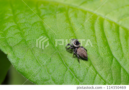 綠葉上可愛的黑頭貓蠅蜘蛛（自然光+微距特寫照片） 114350469