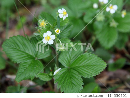 white flowers of shirobana snake strawberry 114350501