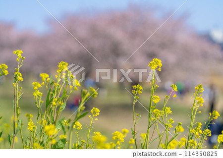Angyo cherry blossoms and rape blossoms in full bloom at Kitaasaba Sakura Embankment 114350825