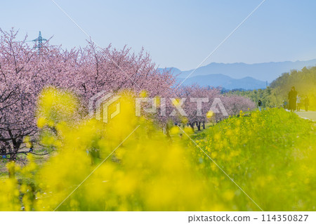 Spring scenery of Kitaasaba cherry blossom bank Spring scenery of Kitaasaba cherry blossom bank 114350827