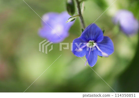 Veronica Miffy Brute Flower Veronica Miffy Brute Flower 114350851