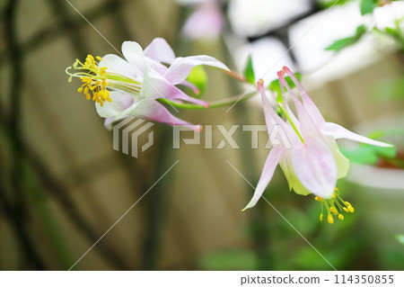 Western Columbine Pink Lantern 114350855