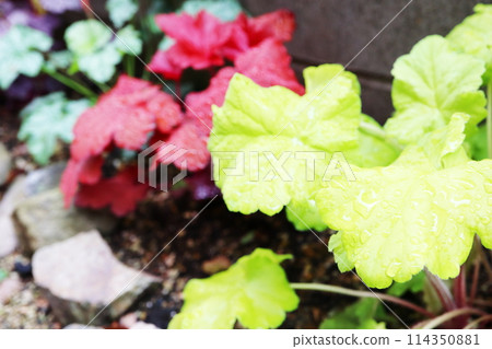 Heuchera 半陰 Lemon Supreme 以及上海和巴黎 Heuchera 半陰 Lemon Supreme 以及上海和巴黎 114350881