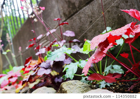 多彩半遮蔭 heuchera 多彩半遮蔭 heuchera 114350882