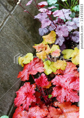 半陰 Heuchera 永遠紅、北輻琥珀、喬治亞李 半陰 Heuchera 永遠紅、北輻琥珀、喬治亞李 114350883
