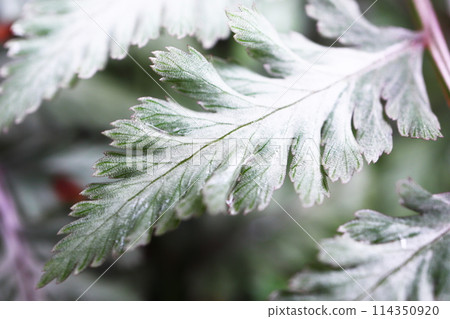 Pewter lace leaves of Nishikishida Pewter lace leaves of Nishikishida 114350920