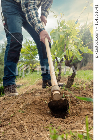 Farmer hoeing in the vineyard at sunset. Agriculture. 114351041