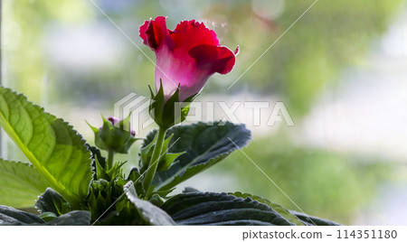Gloxinia plant with red flowers in a flower pot on a windowsill with bokeh in the background 114351180