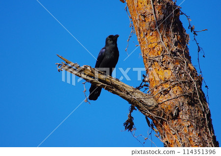 A crow standing in the winter sky 114351396