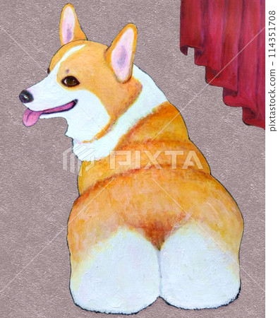 Corgi looking back 114351708