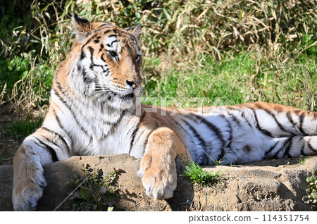 Amur Tiger at Tama Zoo Amur Tiger at Tama Zoo 114351754