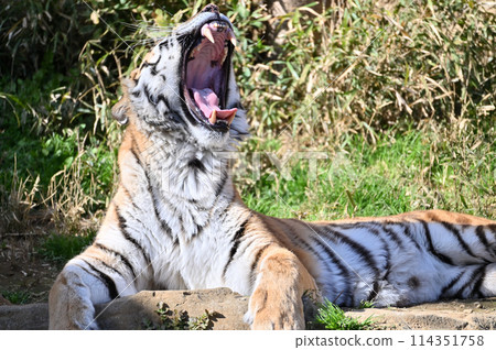 Amur tiger baring its fangs at Tama Zoo Amur tiger baring its fangs at Tama Zoo 114351758