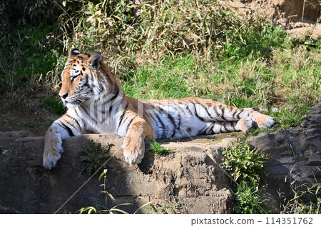 Amur Tiger at Tama Zoo Amur Tiger at Tama Zoo 114351762