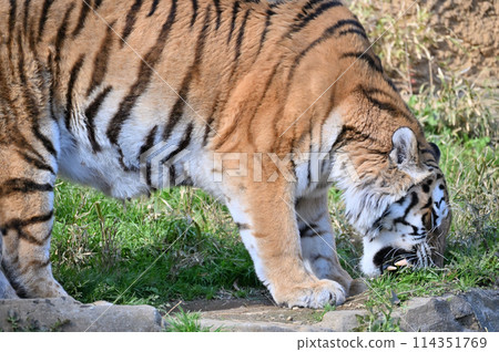 Amur tiger plucking grass at Tama Zoo Amur tiger plucking grass at Tama Zoo 114351769