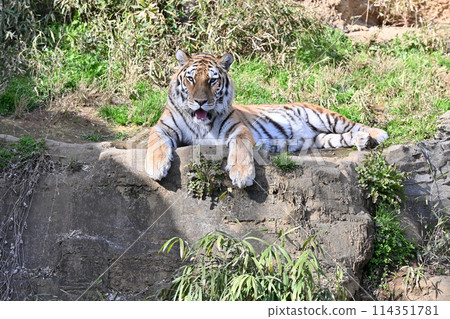 Amur tiger staring straight ahead at Tama Zoo 114351781