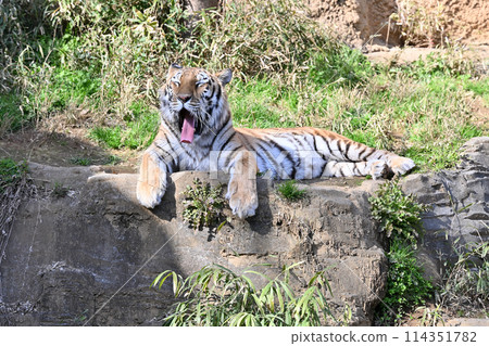 Yawning Amur Tiger at Tama Zoo 114351782