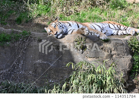 Sleeping Amur Tiger at Tama Zoo Sleeping Amur Tiger at Tama Zoo 114351784