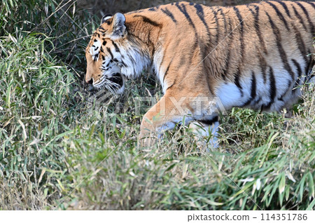 東北虎多摩動物園 東北虎多摩動物園 114351786