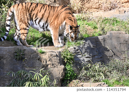 Amur tiger plucking grass at Tama Zoo 114351794