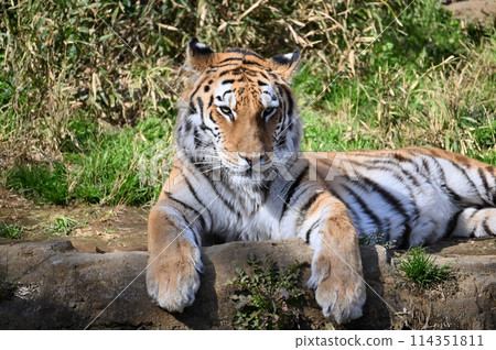 Amur tiger face close-up at Tama Zoo Amur tiger face close-up at Tama Zoo 114351811