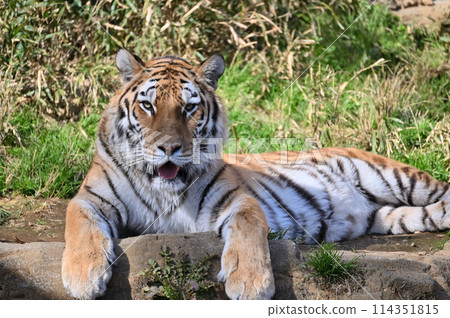 東北虎臉部特寫 多摩動物園 東北虎臉部特寫 多摩動物園 114351815