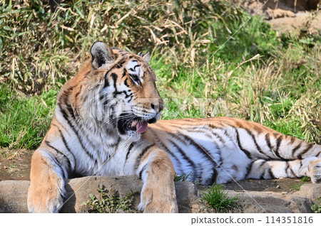 東北虎輪廓特寫 多摩動物園 東北虎輪廓特寫 多摩動物園 114351816