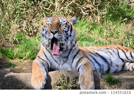 Amur tiger, relaxed face, Tama Zoo Amur tiger, relaxed face, Tama Zoo 114351818
