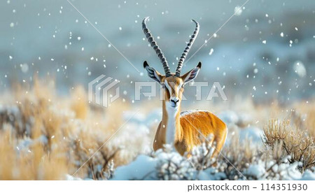 Sketch of a winter scene with a gazelle 114351930