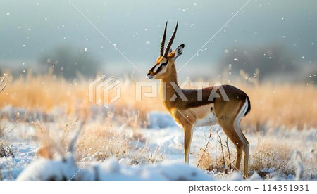 Gazelle in a snowy landscape 114351931